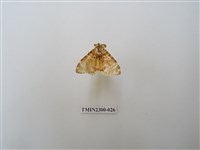 藏品(波斑毒蛾)的圖片